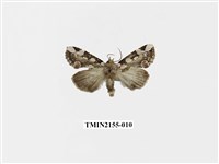 藏品(連珠波紋蛾)的圖片